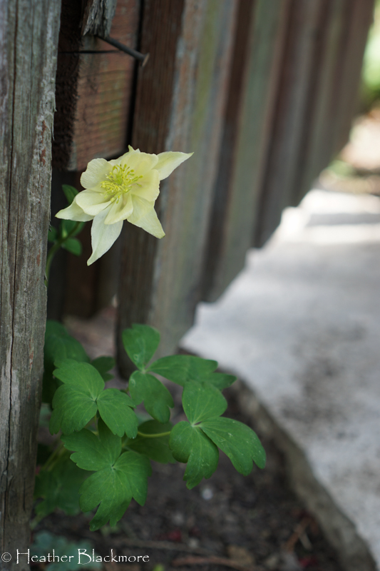 Columbine