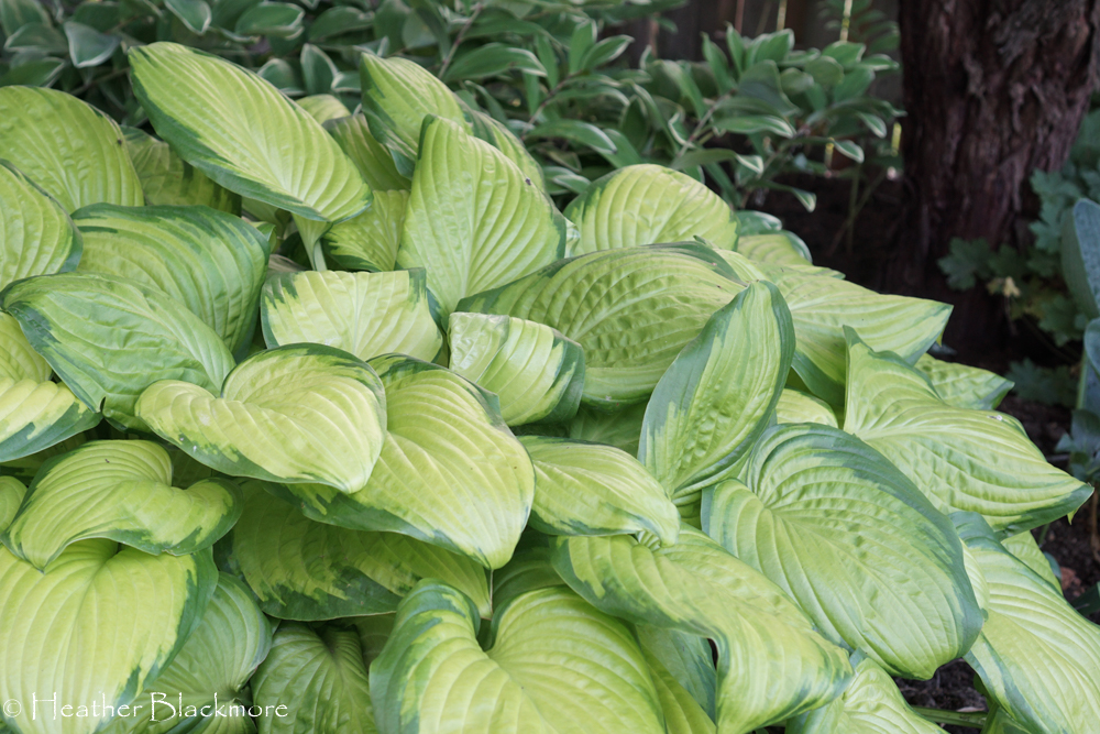 Stained Glass Hosta
