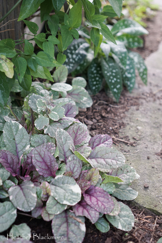 Burgundy Glow Ajuga