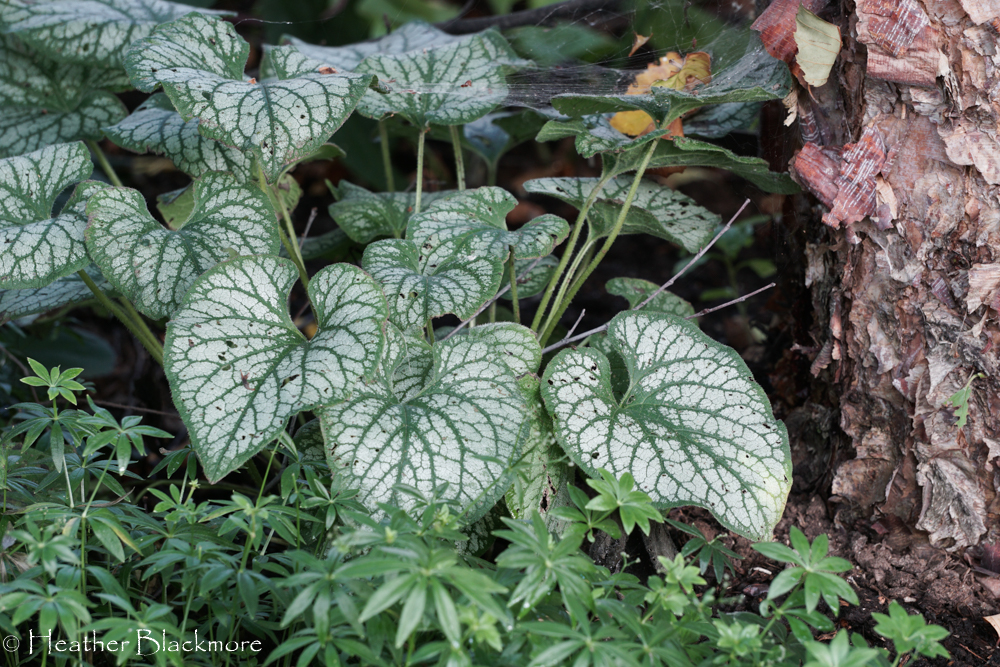 Brunnera