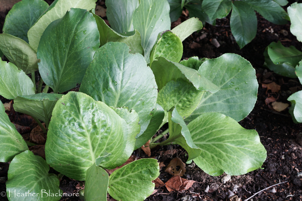 Bergenia leaves