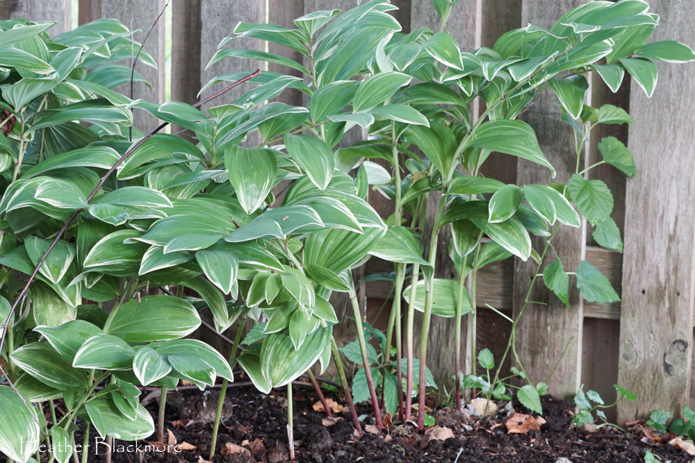 Solomon's Seal