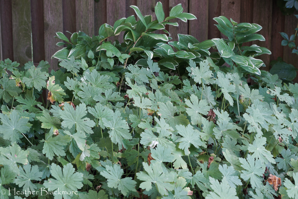 Geranium macrorrhizum