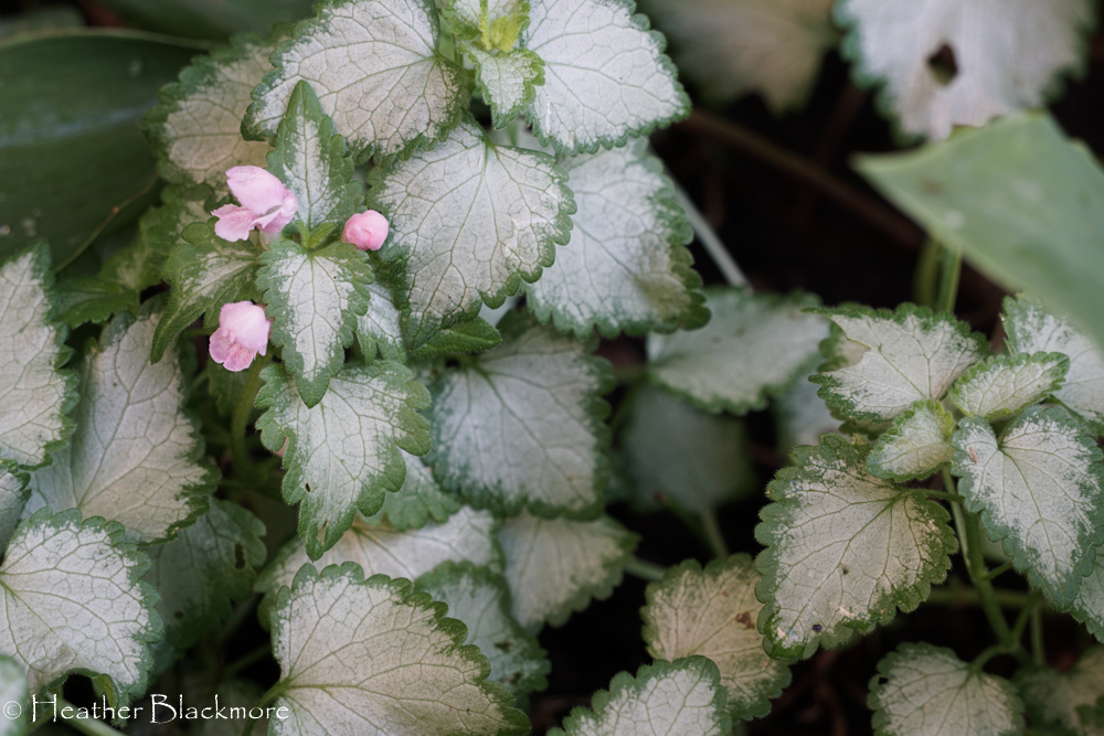 Pink Nancy lamium