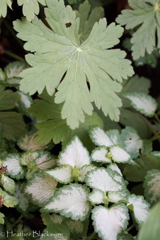 Geranium and nettle