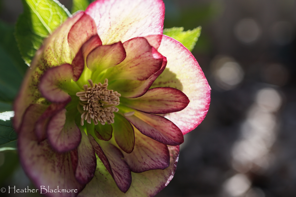 Hellebore flower