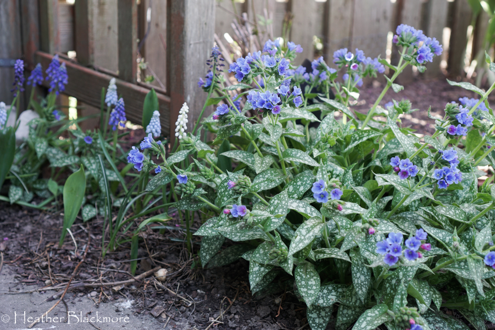 Pulmonaria flowers
