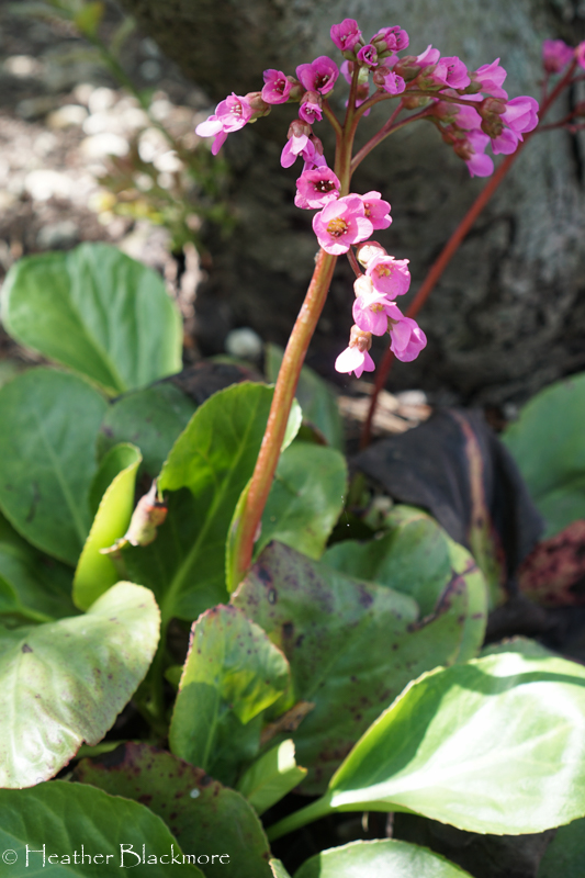 Bergenia flower