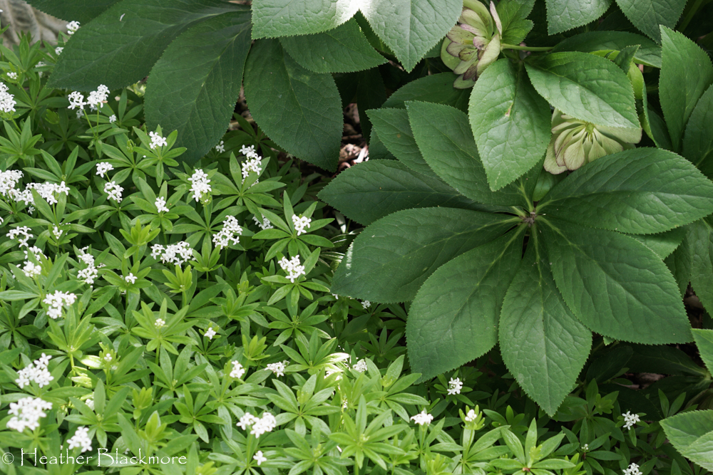 Hellebore