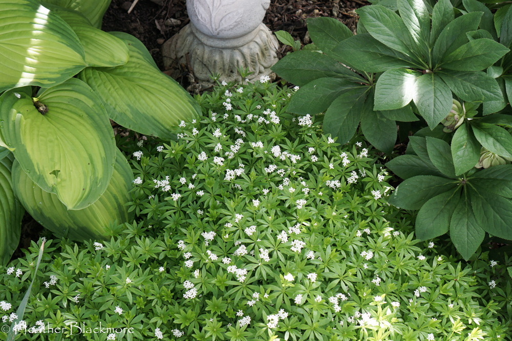 Sweet Woodruff