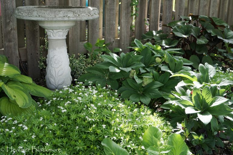 Dry Shade Garden