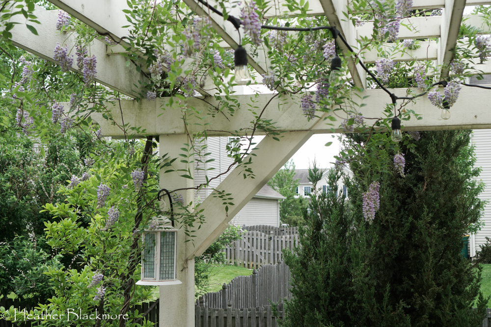 Pergola with vine