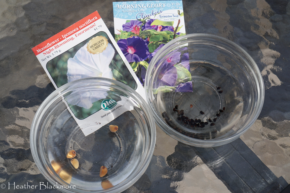 Soaking Seeds in Bowls