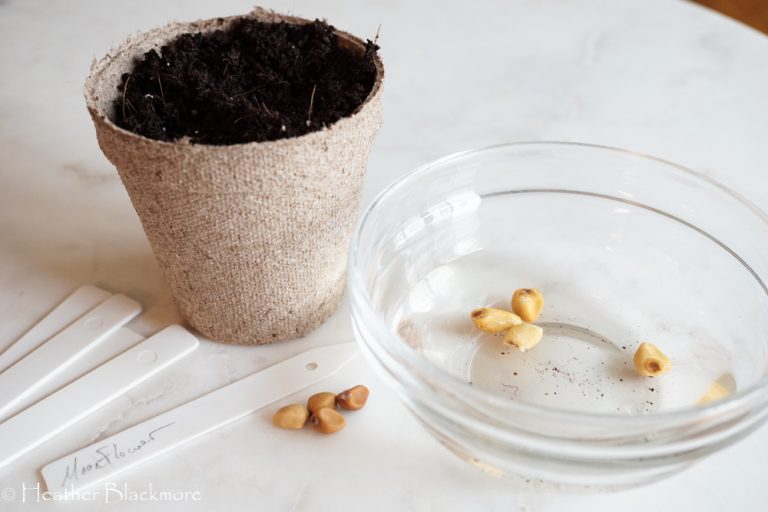 Soaking Seeds
