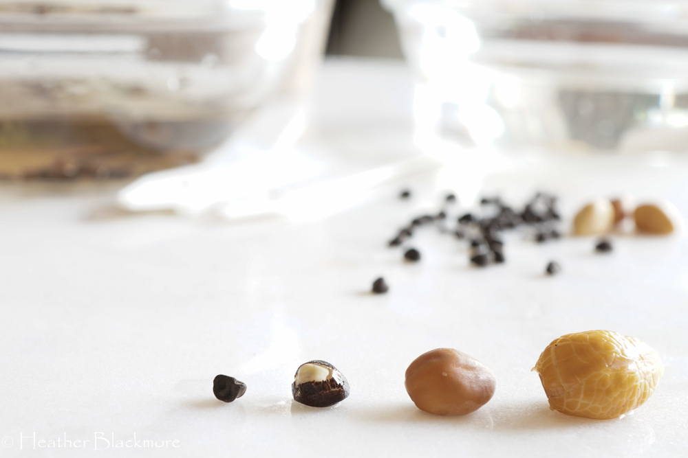 soaked and unsoaked seed comparison