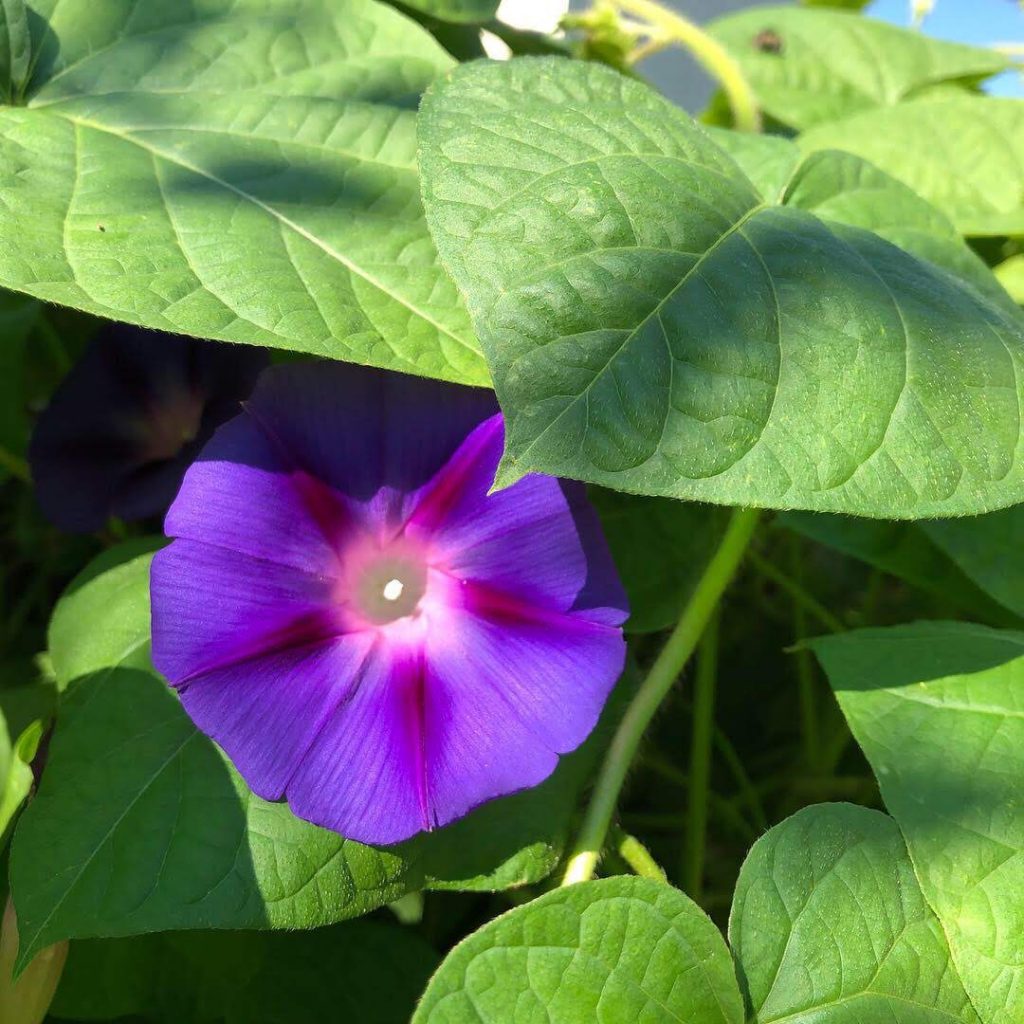 blue morning glory flower