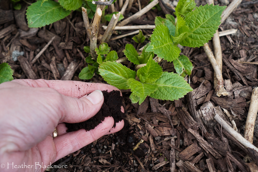 sprinkling coffee grounds in garden