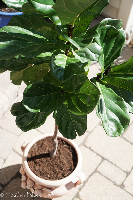 Repotted Fiddle Leaf Fig