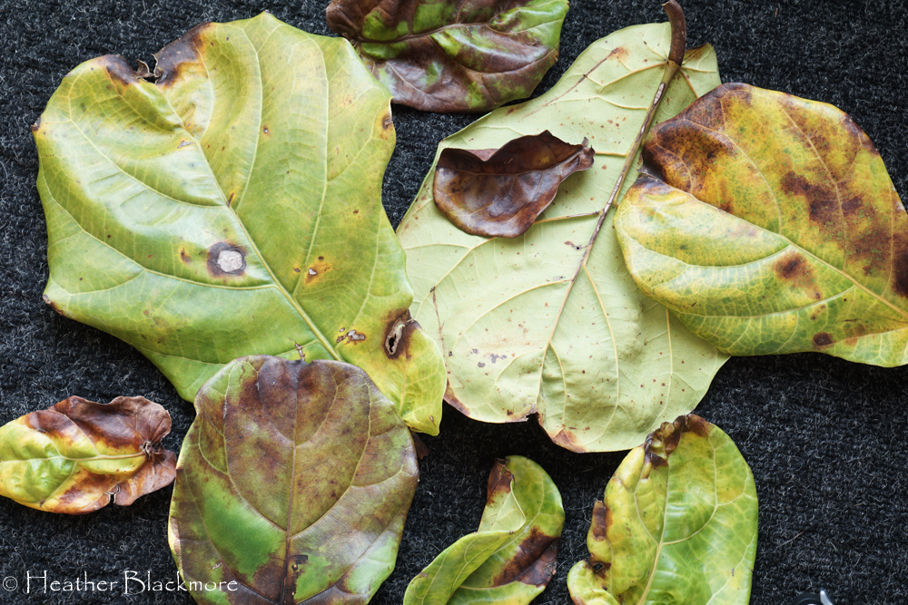 decaying fiddle leaf fig leaves