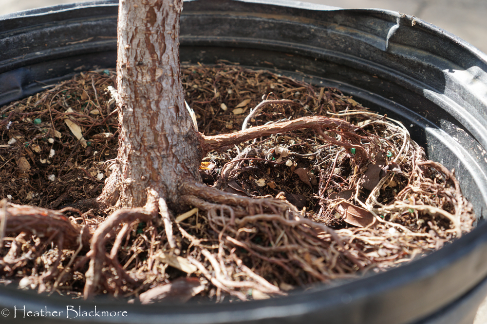 fiddle leaf fig roots