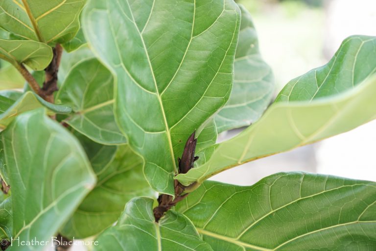 Fiddle leaf fig leaf bud