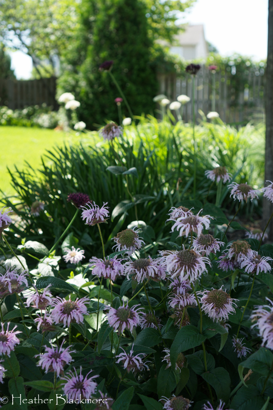 Monarda bradburiana