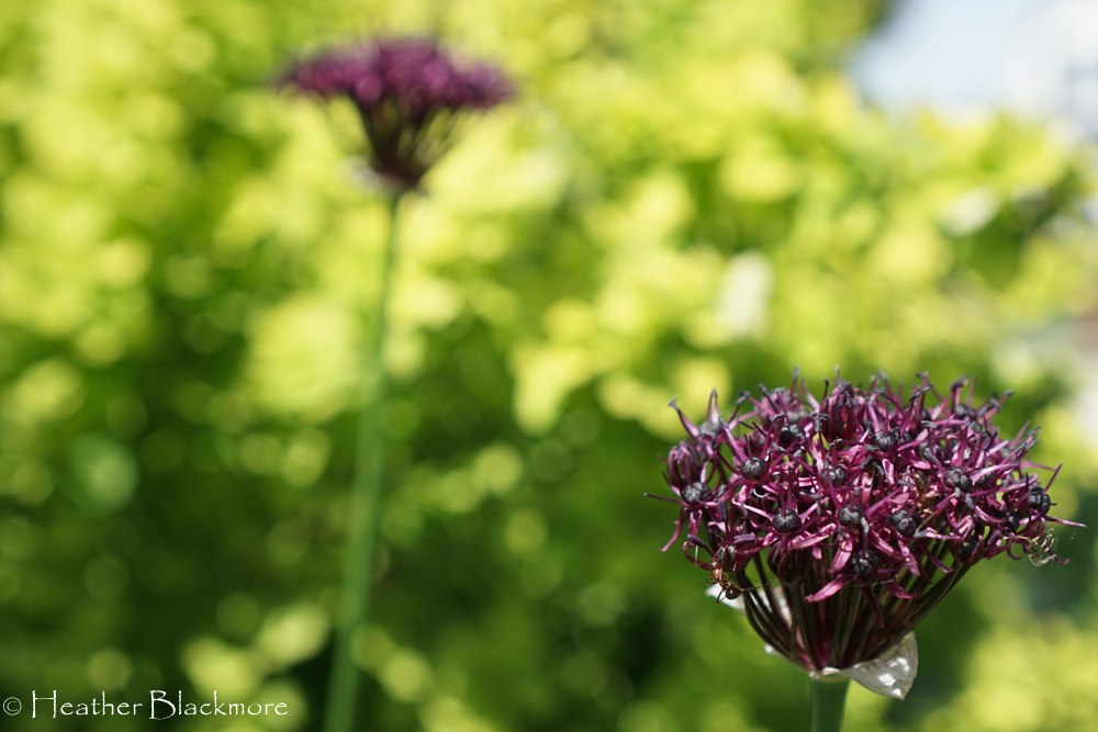 Allium atropupureum
