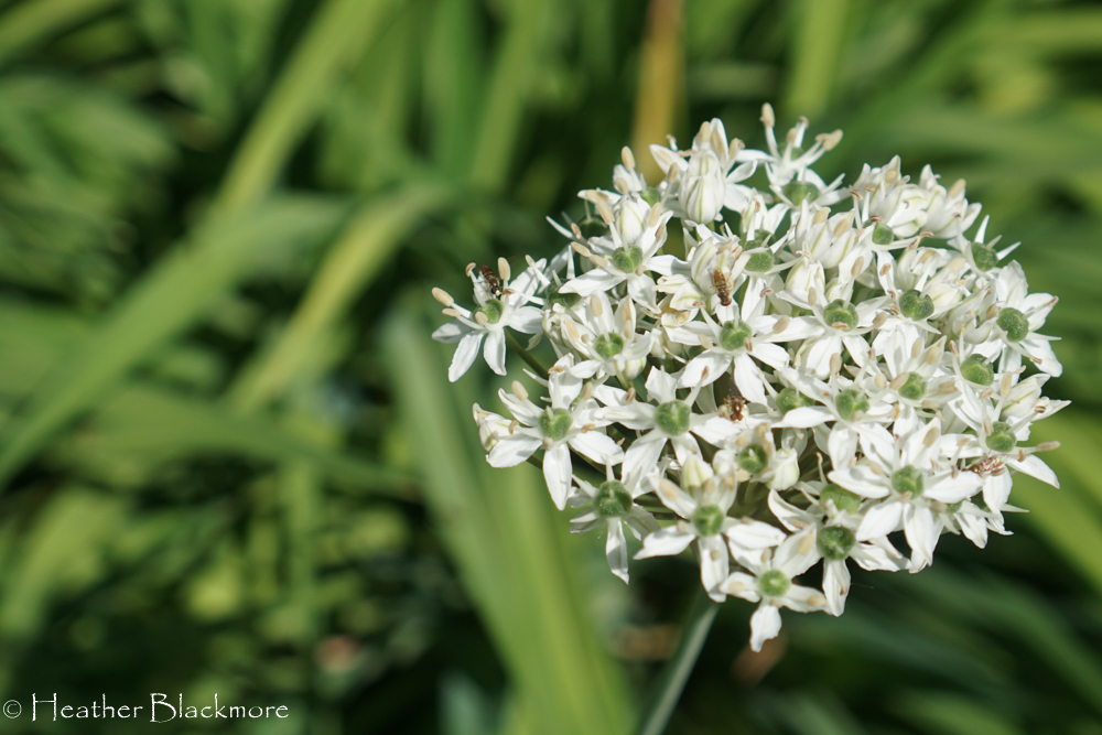Allium nigrum