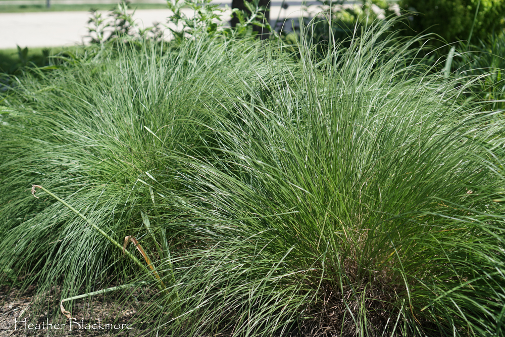 Prairie Dropseed