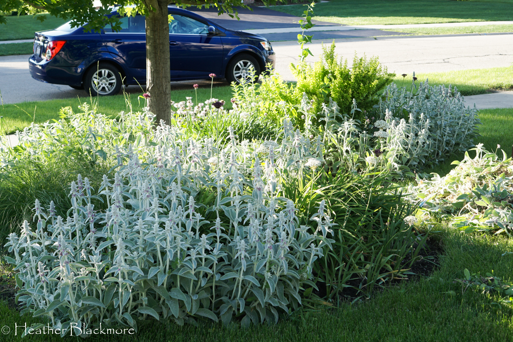 Lambs ear in front bed