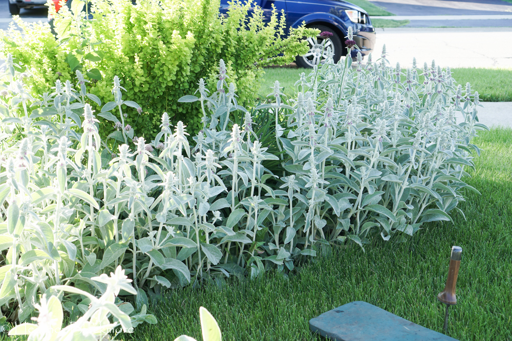 Lambs ear spreading along border edge