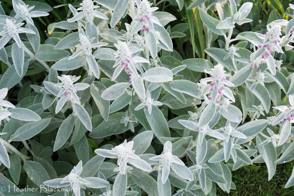 Lambs Ear clump