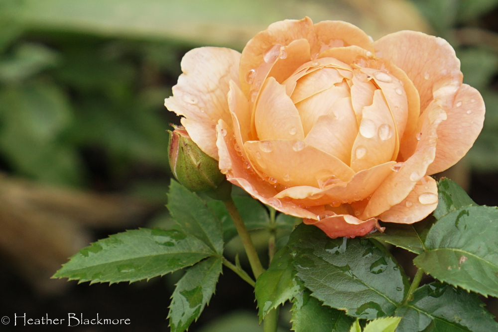 At Last rose