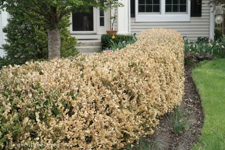 Winter Burn on Boxwood