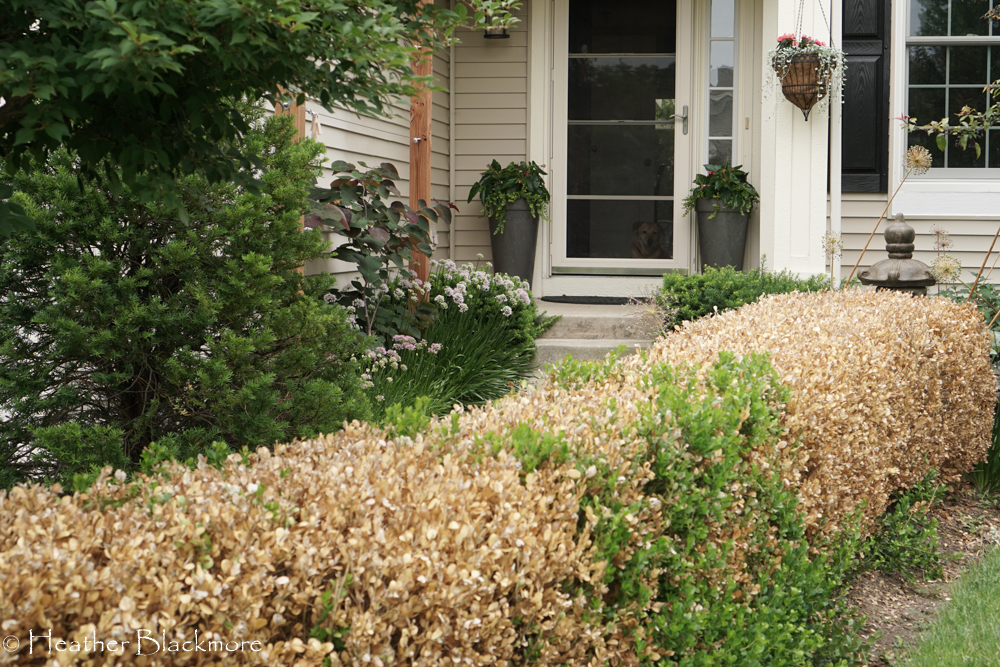 Summer Boxwoods