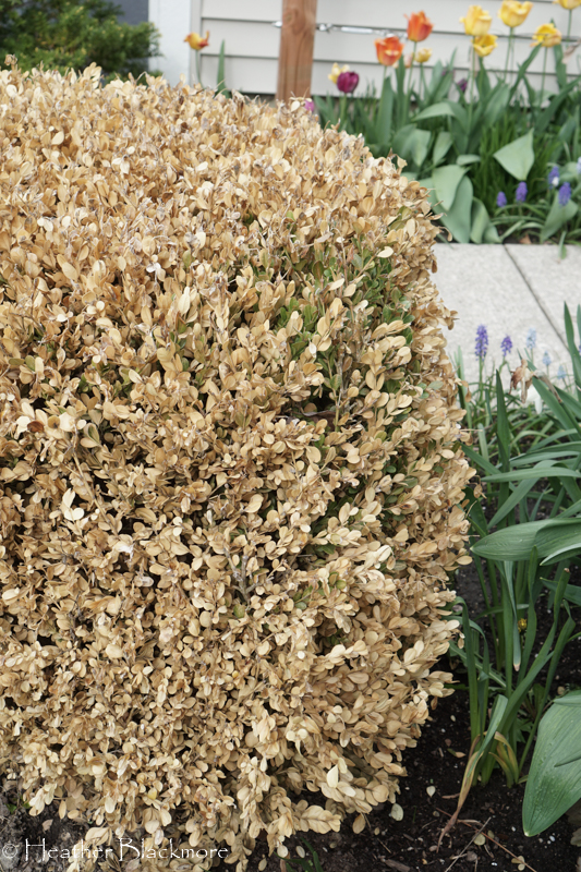 green parts of dying boxwood