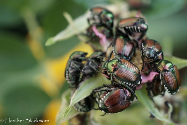 Cluster of Japanese beetles devouring rugosa rose