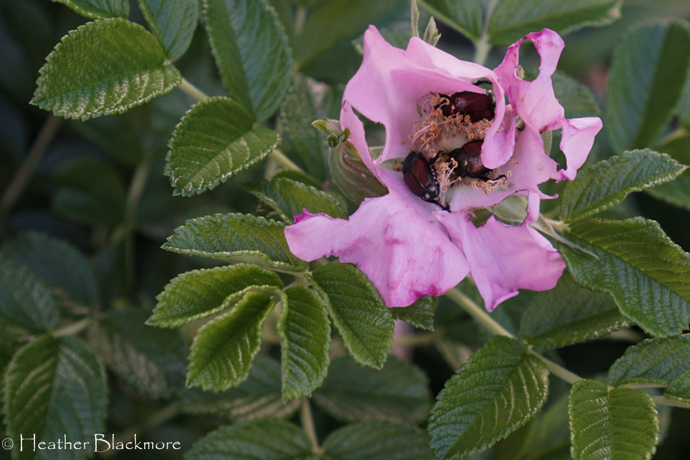 Japanese beetles in rugosa rose
