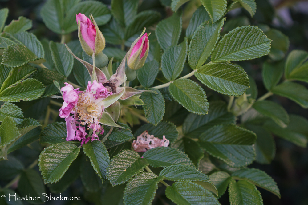 beetle damage on roses