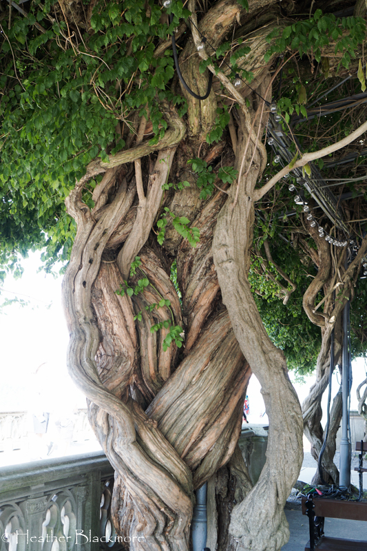 Biltmore wisteria trunks