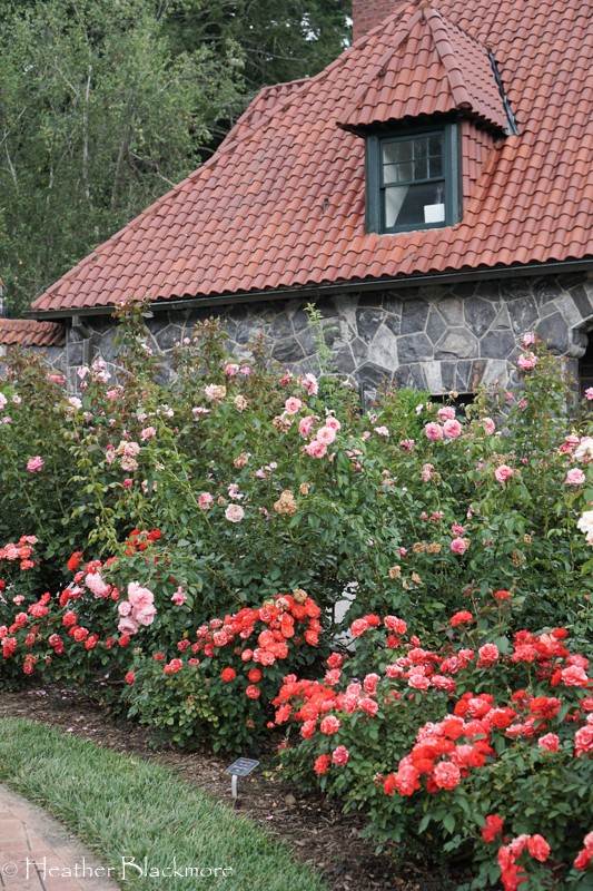Rose Garden