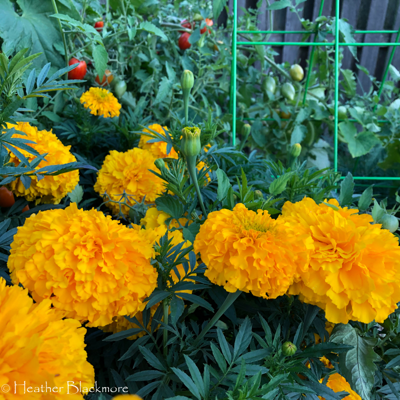 Marigolds and tomatoes