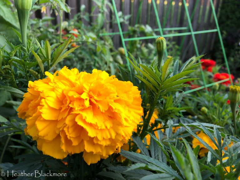 Big Duck Gold marigold