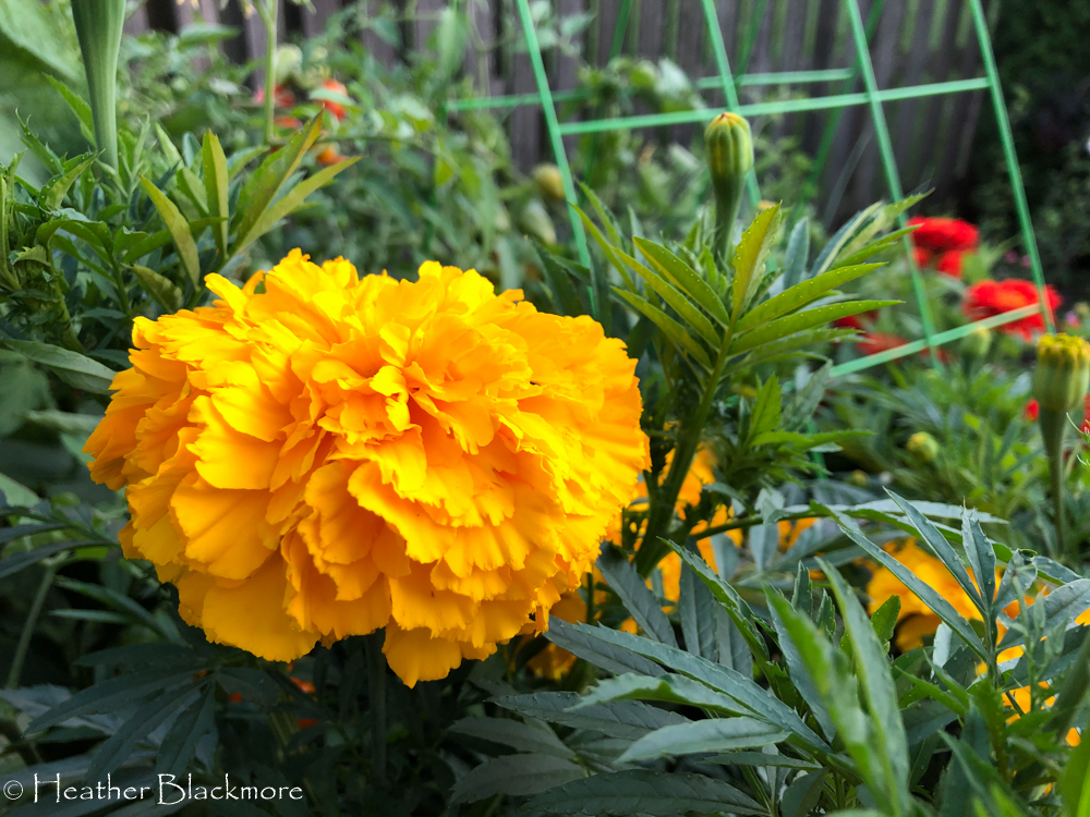 Big Duck Gold Marigold closeup