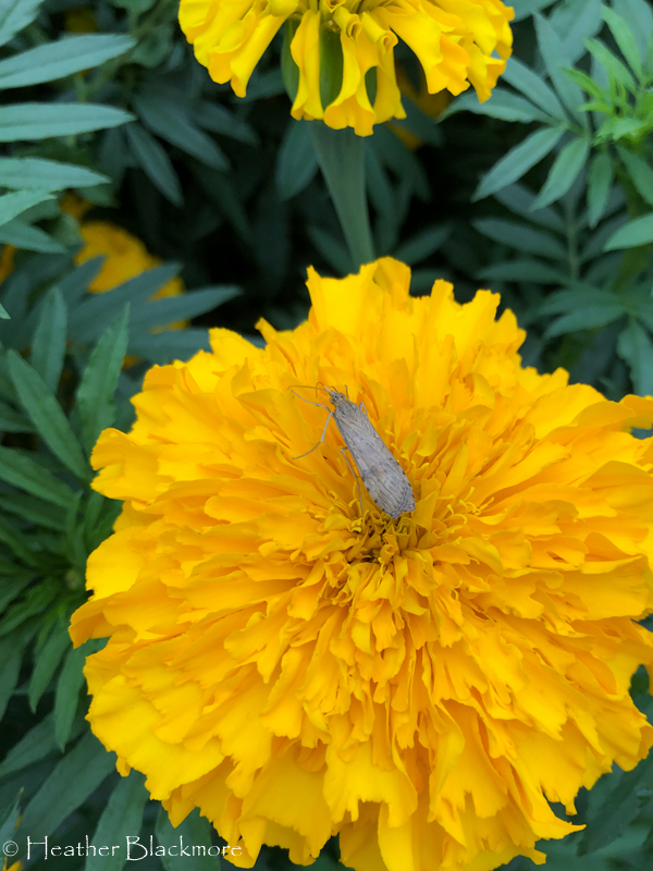 Marigold with moth