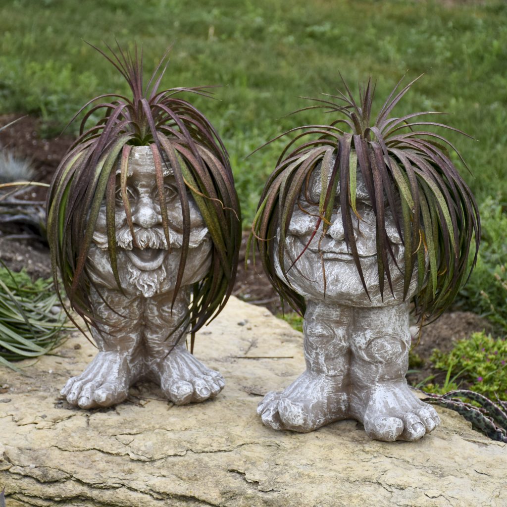 Bad Hair Day Mangave
