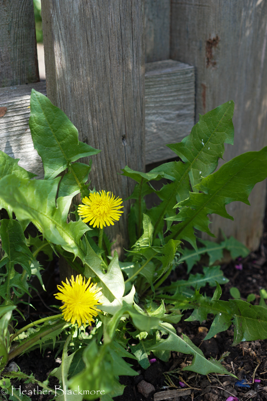 dandelion