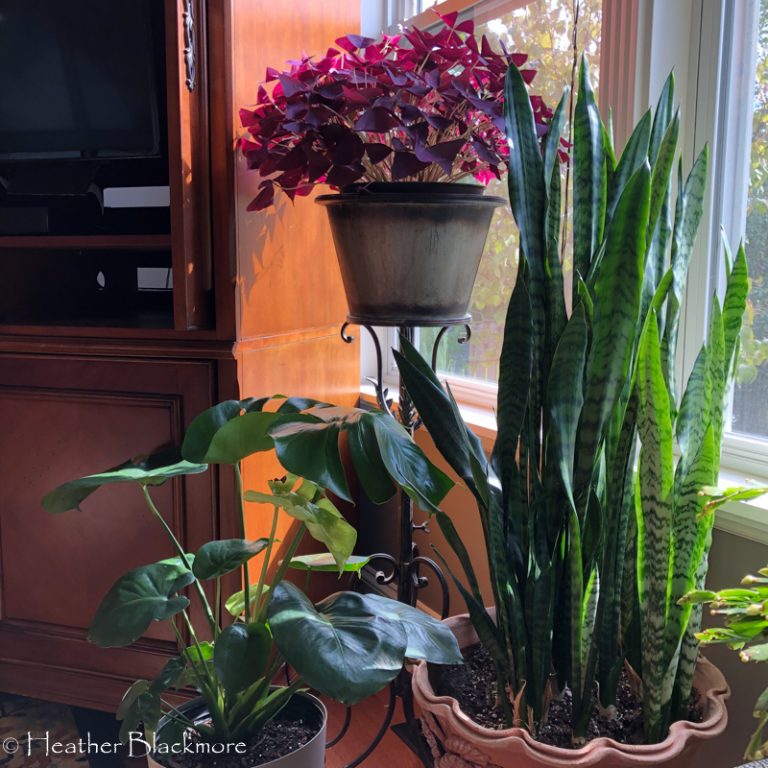 houseplants