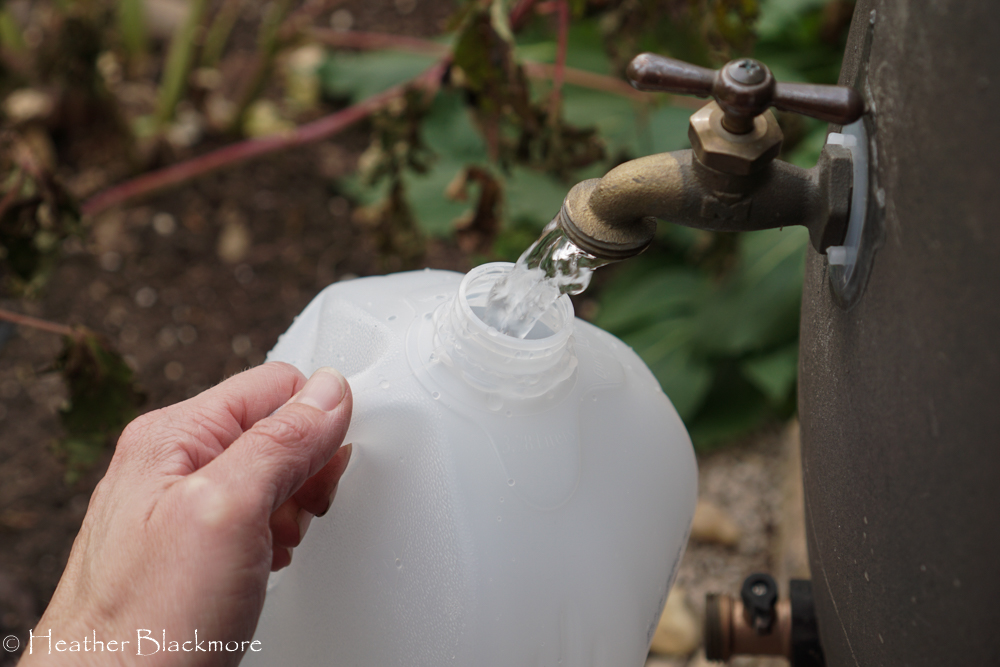 rain barrel water