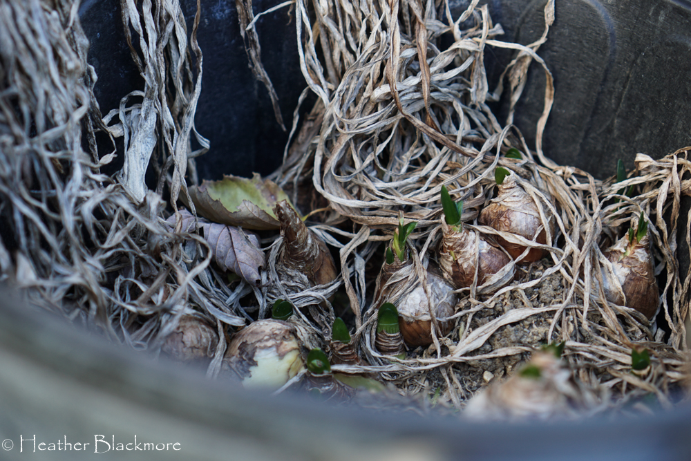 Bulbs in bucket